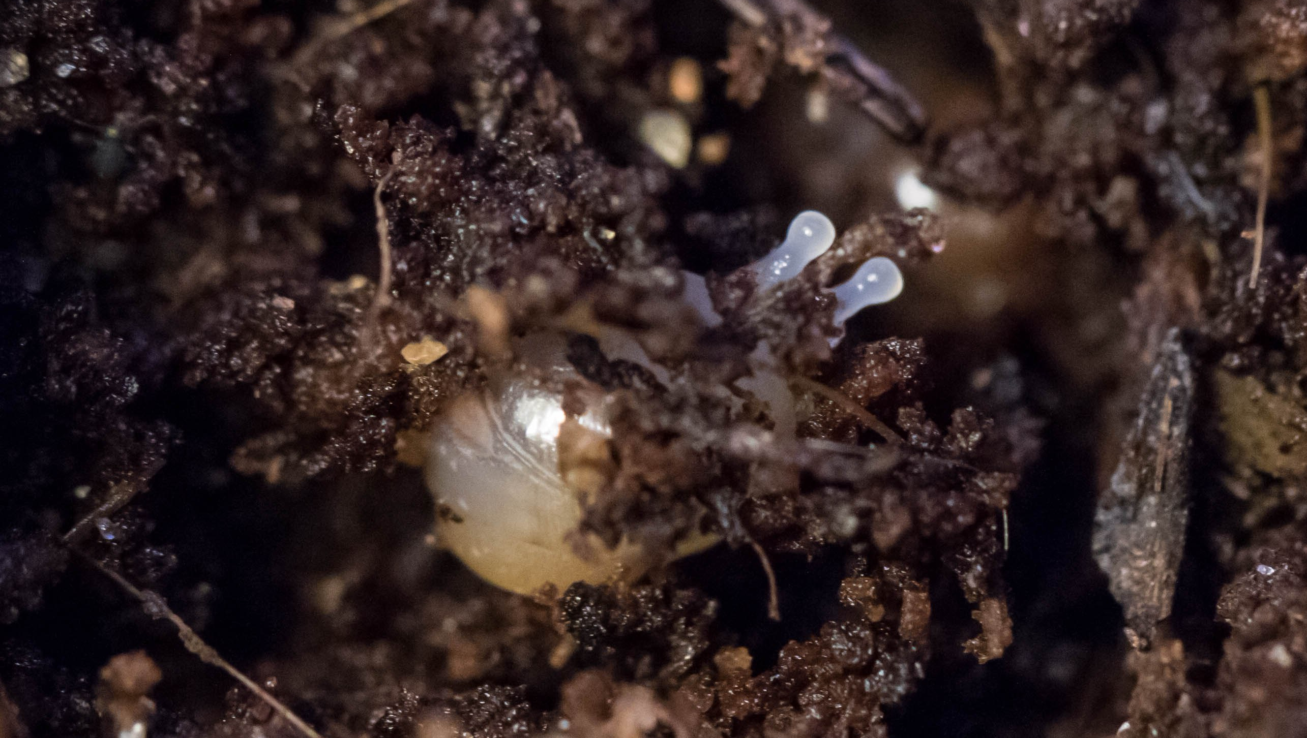 Bébé Lissachatina Fulica venant de naitre