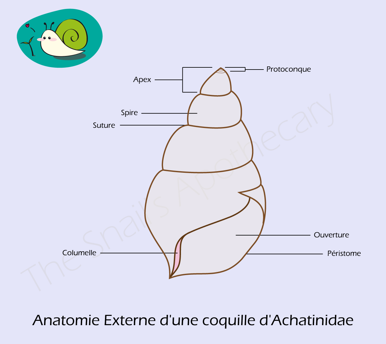 schema ext coquille
