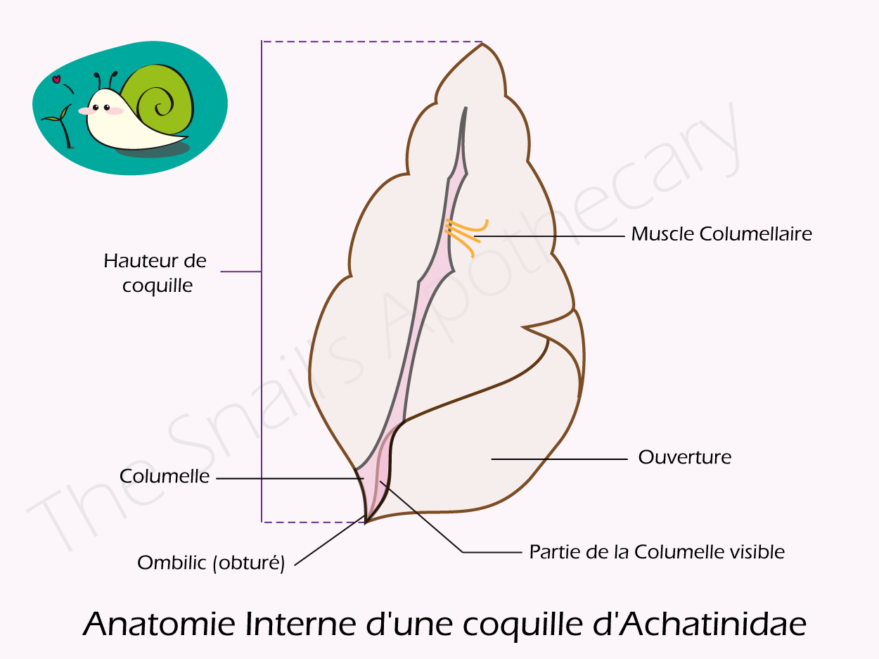 schema int coquille