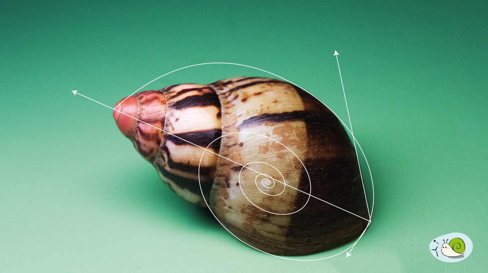 En tête article sur la coquille d'escargot