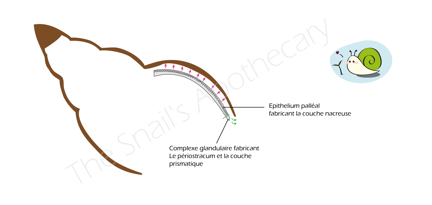création coquille.png