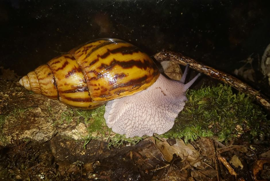 Achatina achatina