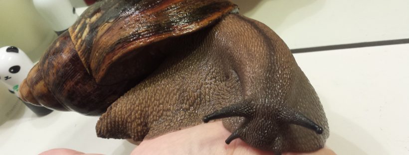 Archachatina marginata ovum