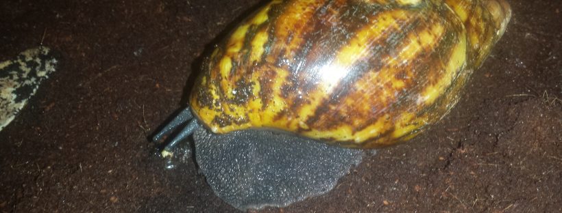 Archachatina marginata ovum
