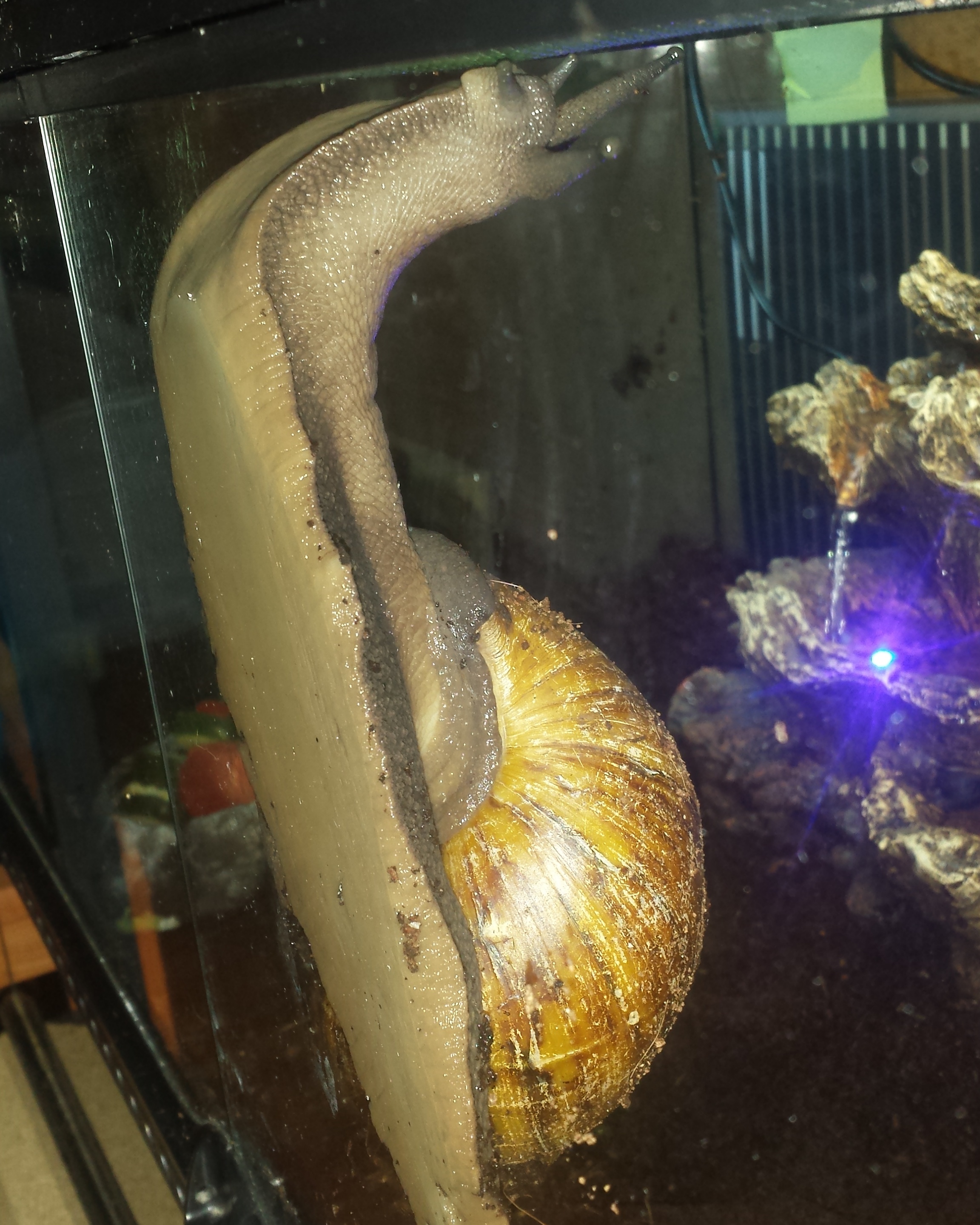 Archachatina marginata ovum