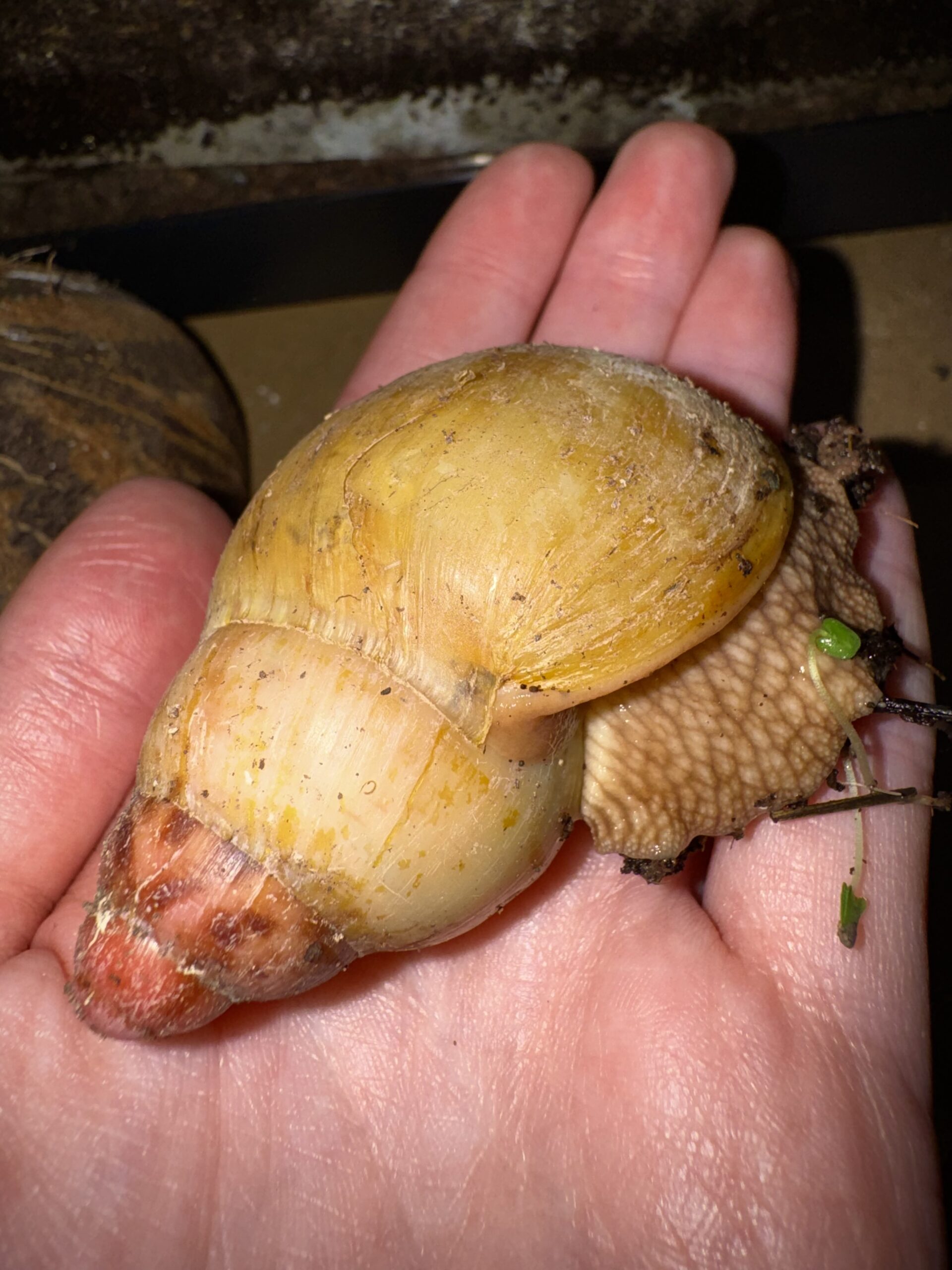 Coquille en V chez Archachatina marginata grevillei