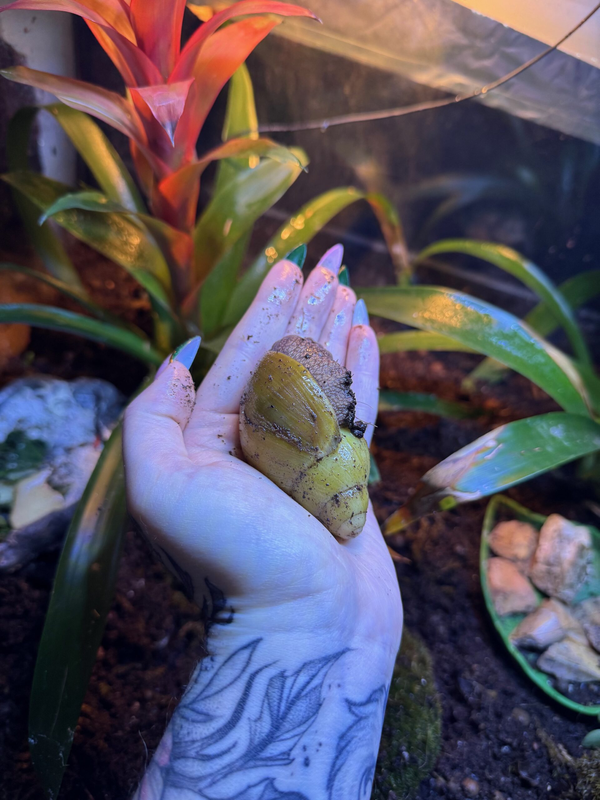 Coquille en V chez Archachatina icterica