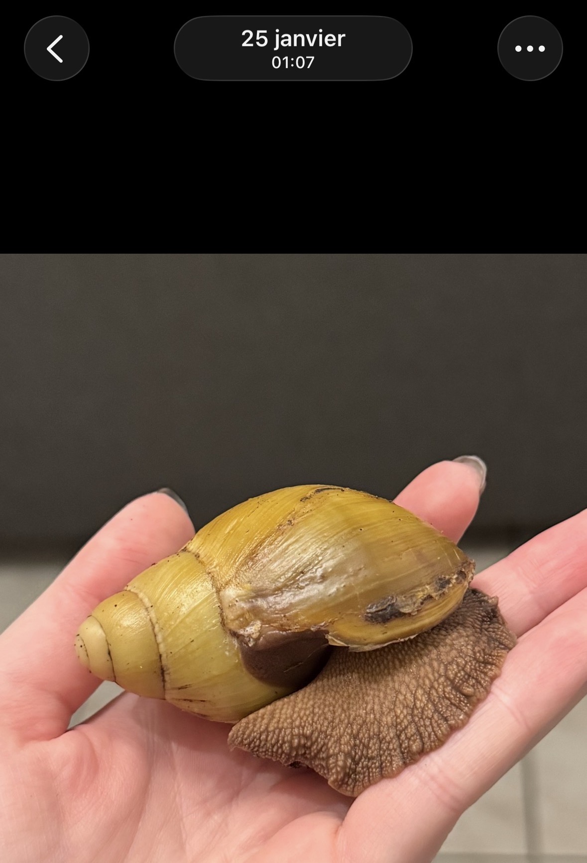 Coquille en V chez Archachatina icterica