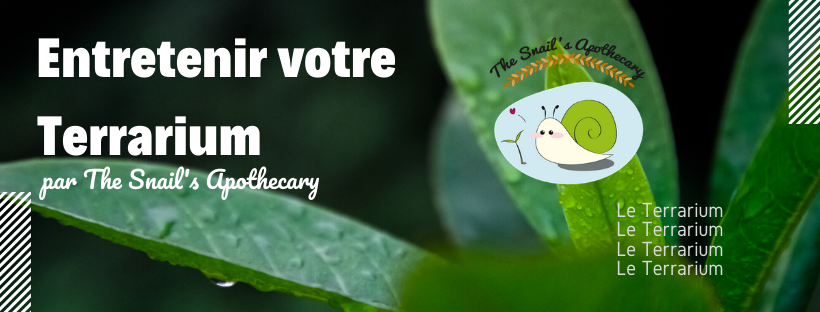 En tête : Entretenir votre Terrarium