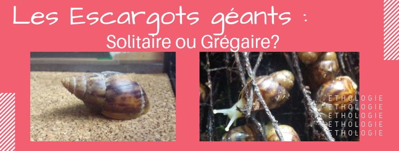 Escargot géant solitaire ou grégaire?