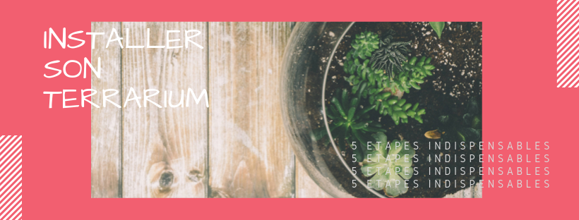 En tête - Installer son terrarium