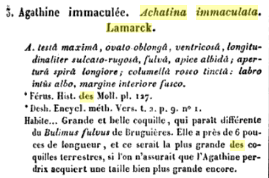 description originale lissachatina immaculata