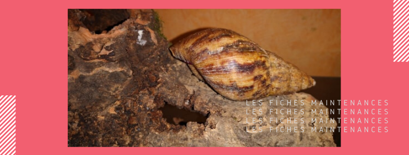 Lissachatina immaculata en tête