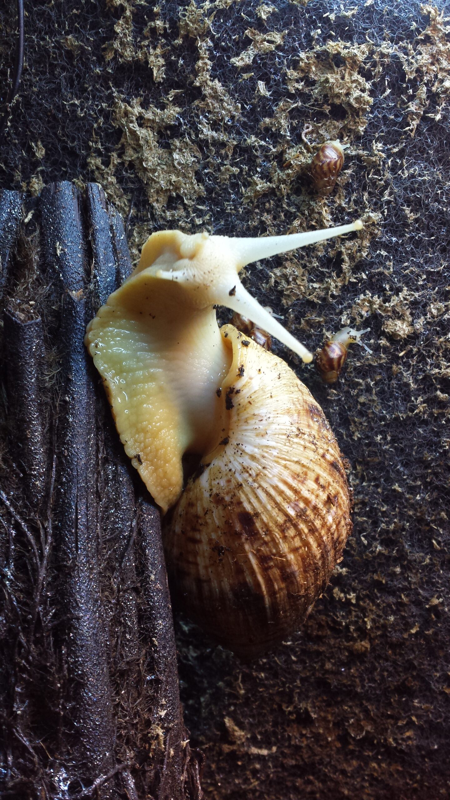 Un individu L. reticulata adulte accompagné d'un juvenile de la même espèce.