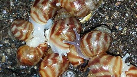 Gros plan sur des Lissachatina reticulata juvenile au pied classique et albinos