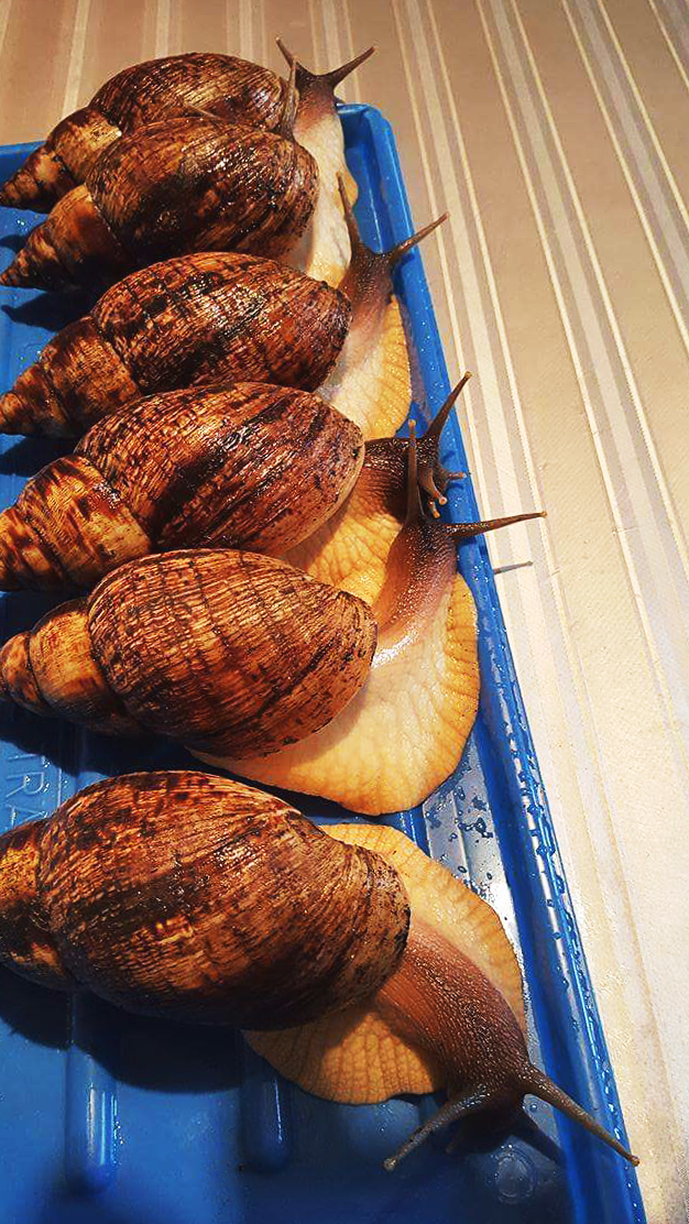 Individus de l'espèce Lissachatina reticulata