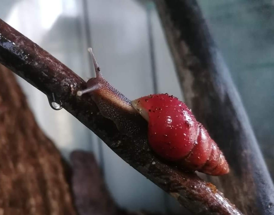 Individu Limicolaria aurora deep red sur une branche.