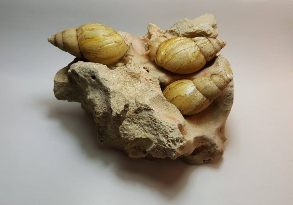 Lissachatina allisa (Reeve, 1849)