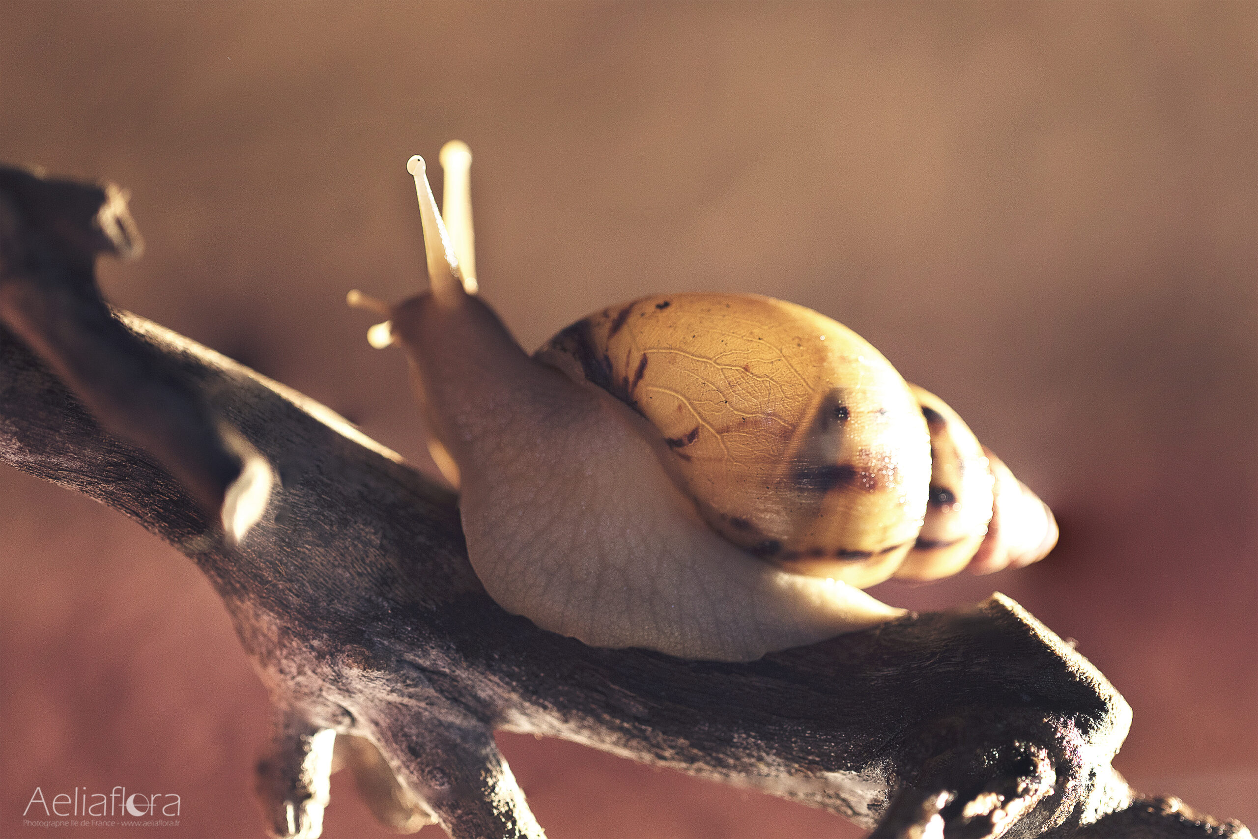 Lissachatina allisa (Reeve, 1849)