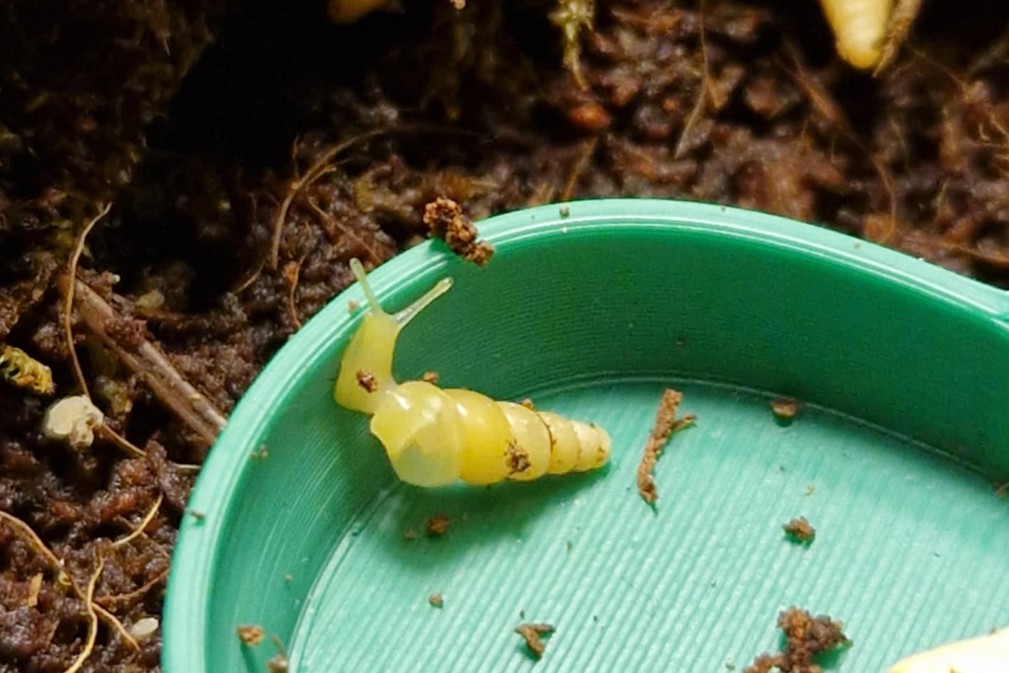 Subulina octona