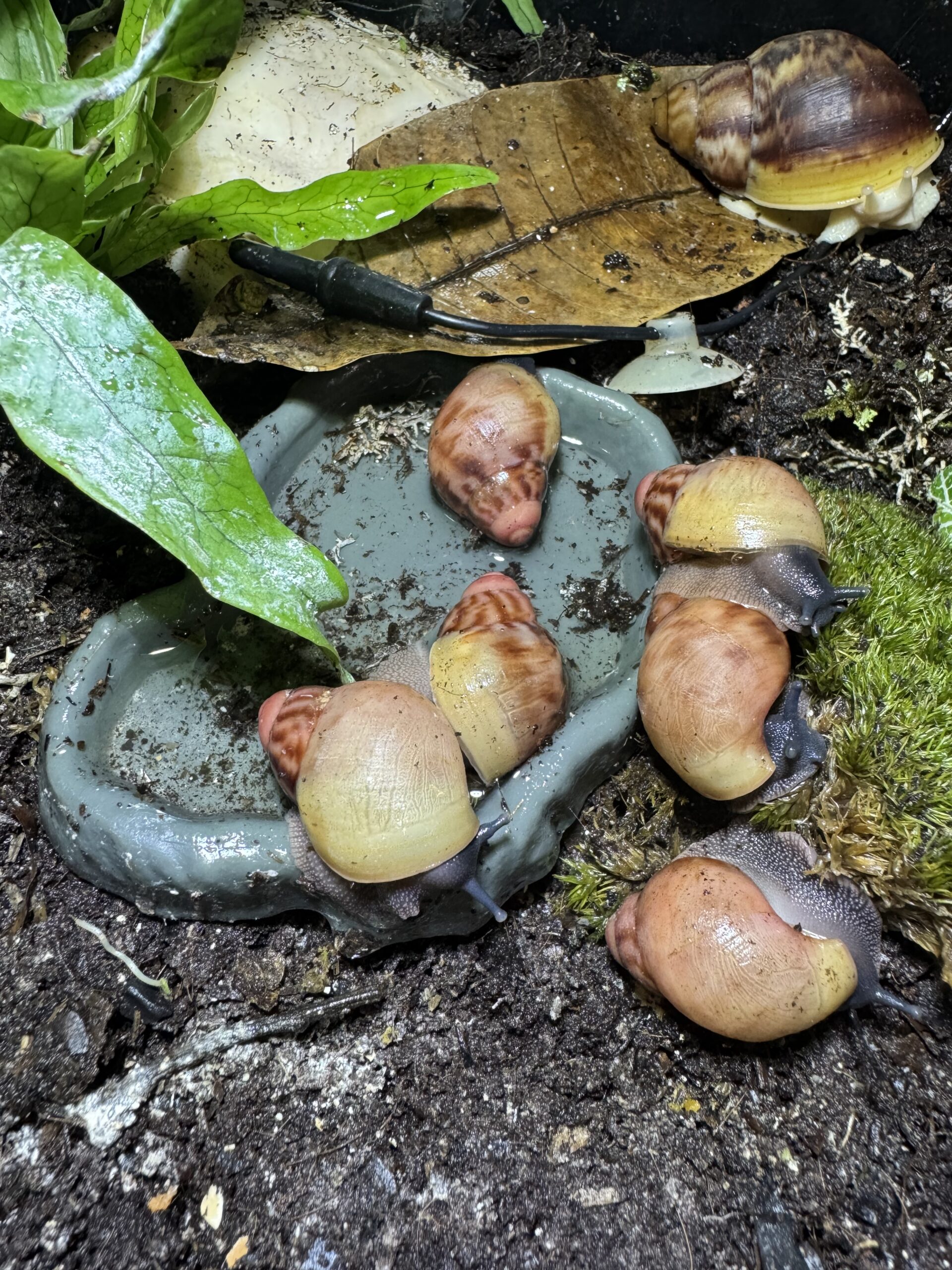 Bébés de l'espèce Archachatina marginata grevillei