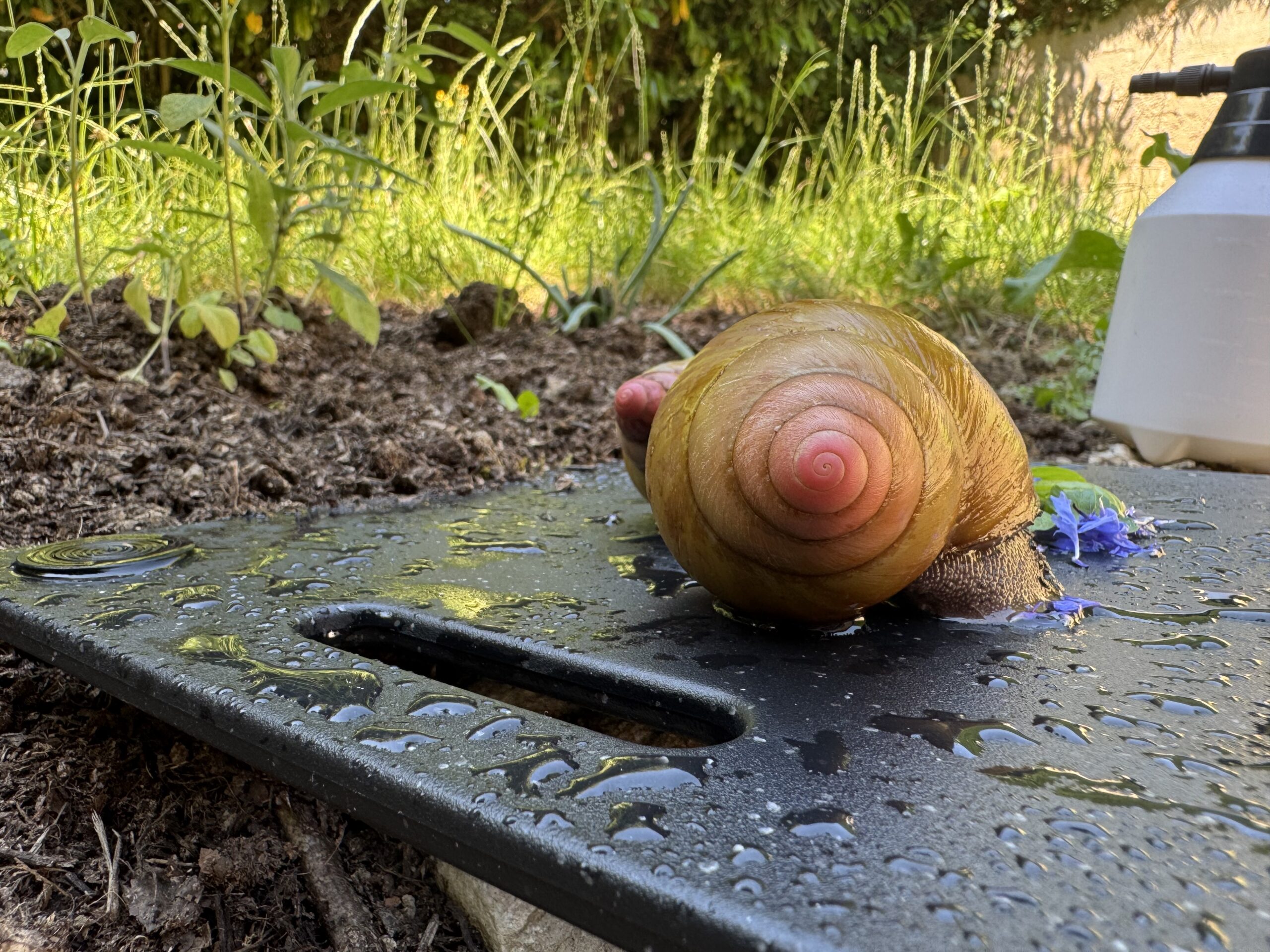 L'Apex est rose et on compte 7 spires de coquille.