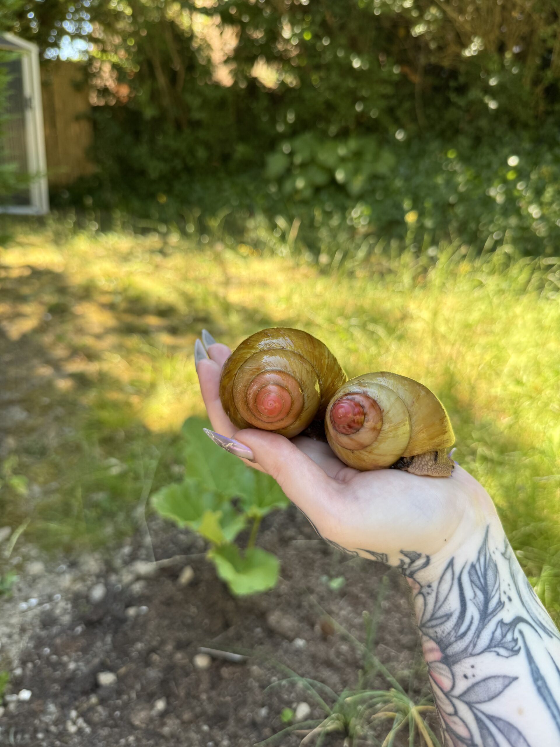 Différence de coloris flagrante entre les deux individus