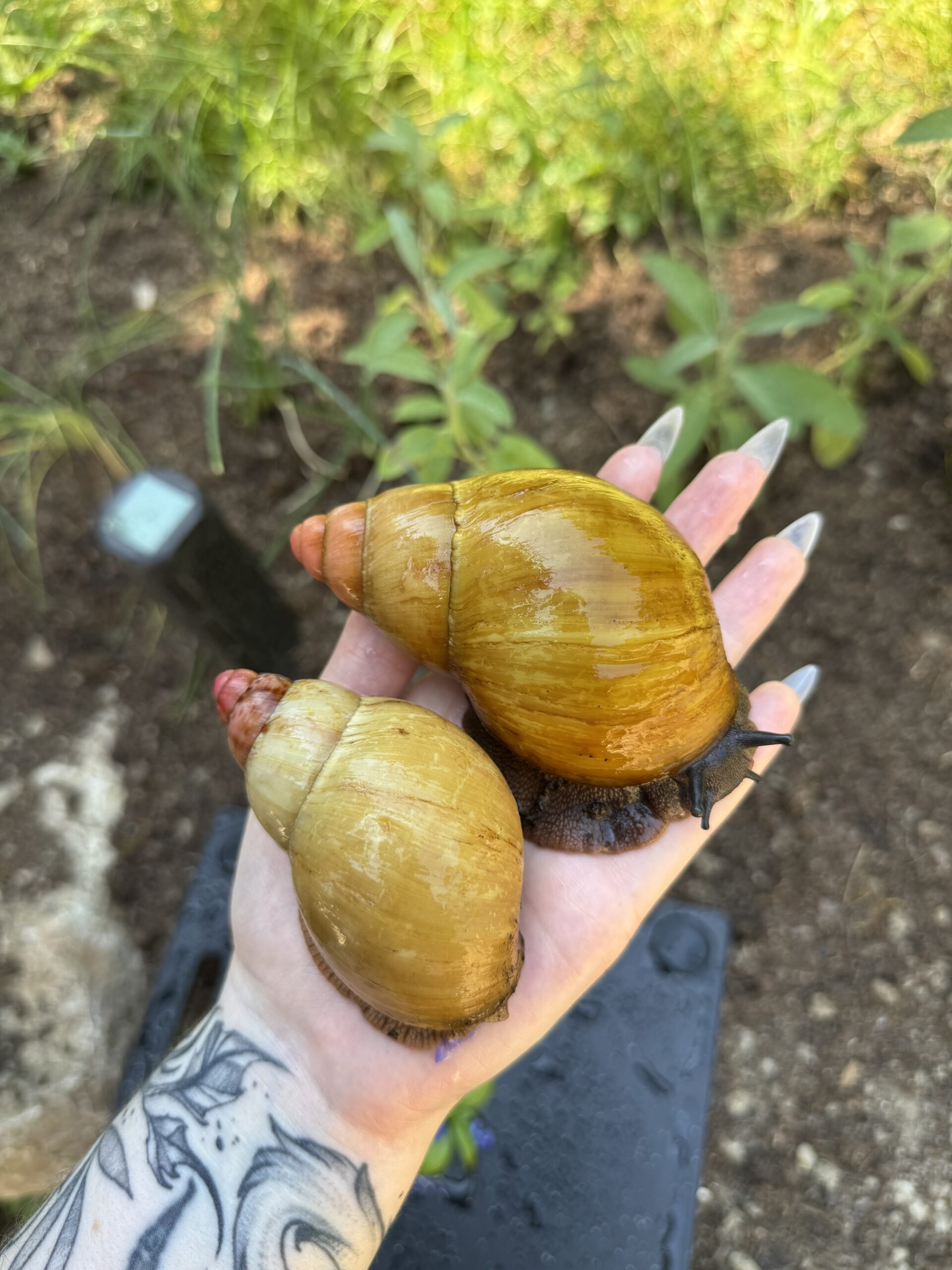 Individus adultes - Archachatina marginata grevillei - Sue et Patty de chez Céline (Isosnails)