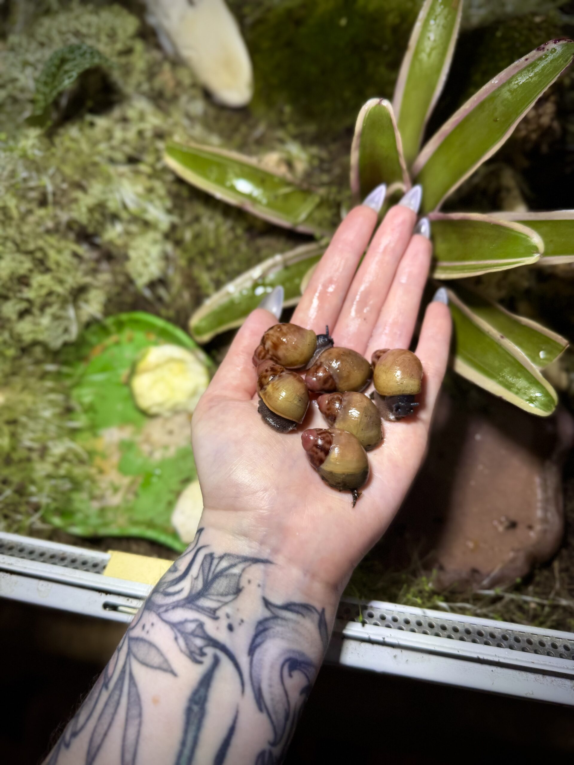 Bébés de l'espèce Archachatina marginata grevillei