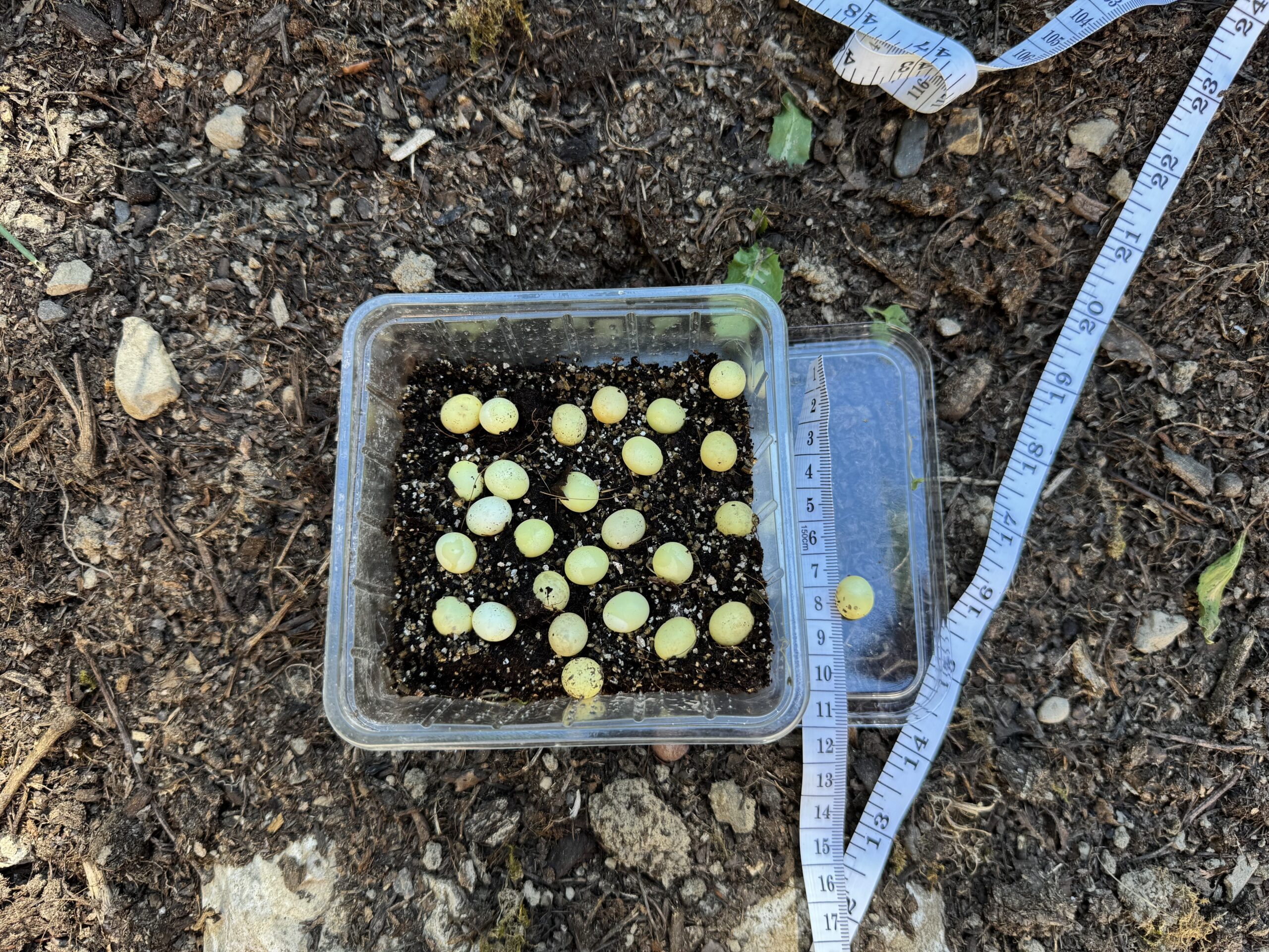 Oeufs de Archachatina marginata grevillei
