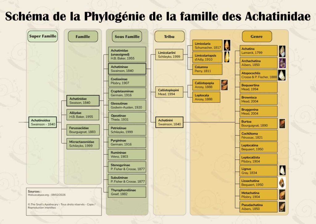 Schéma de la phylogénie de la famille des Achatinidae à partir du travail de Bouchet et al via le site Molluscabase.org