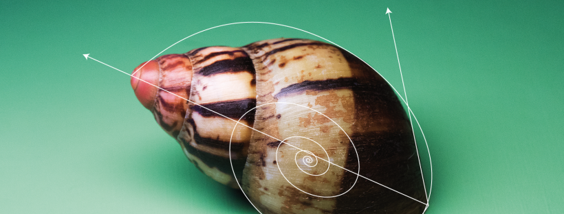 En tête article sur la coquille d'escargot