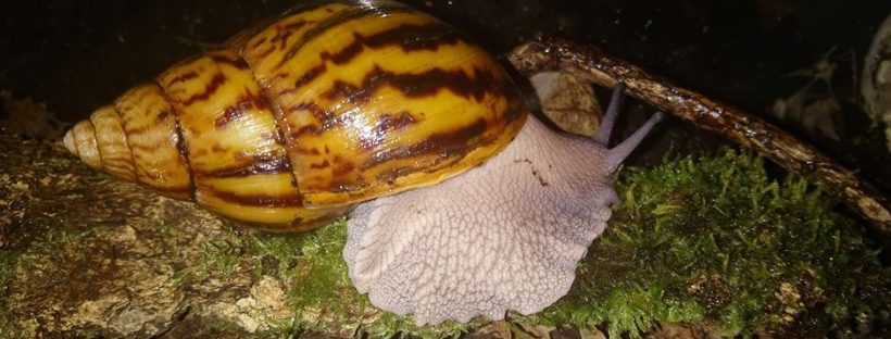 Achatina achatina