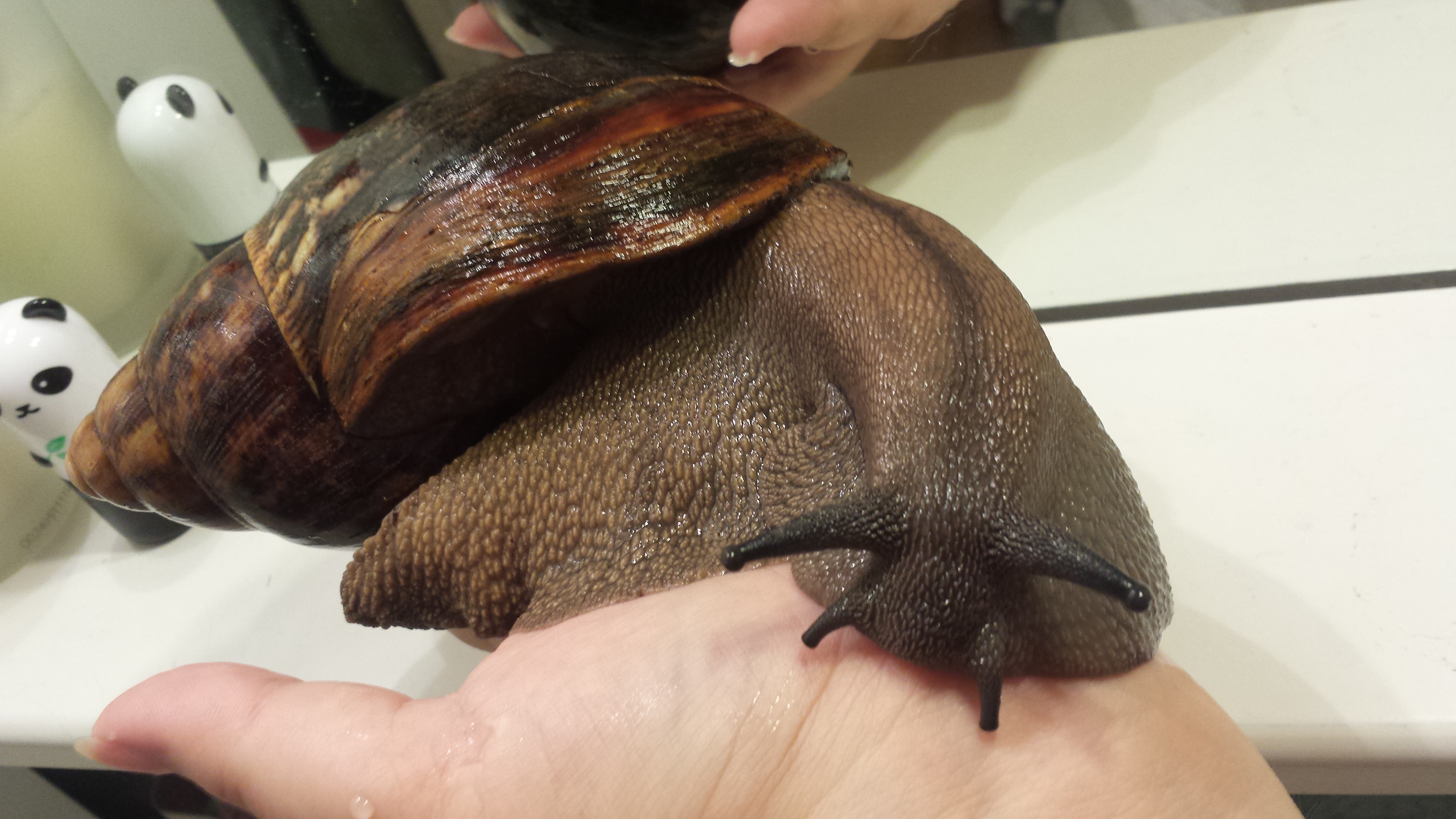 Archachatina marginata ovum