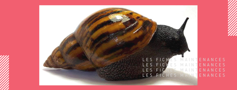 Fiche maintien en tête - Achatina achatina