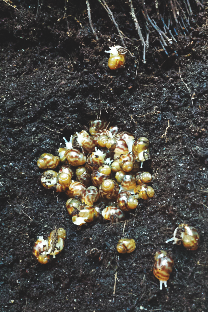Naissain d'achatineaux de l'espèce Lissachatina reticulata