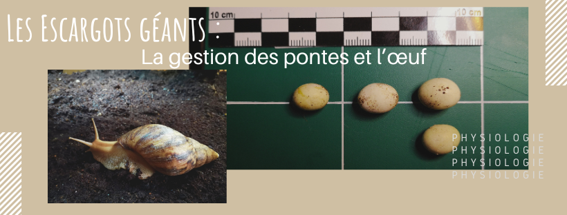En tête La gestion des pontes et l'oeuf