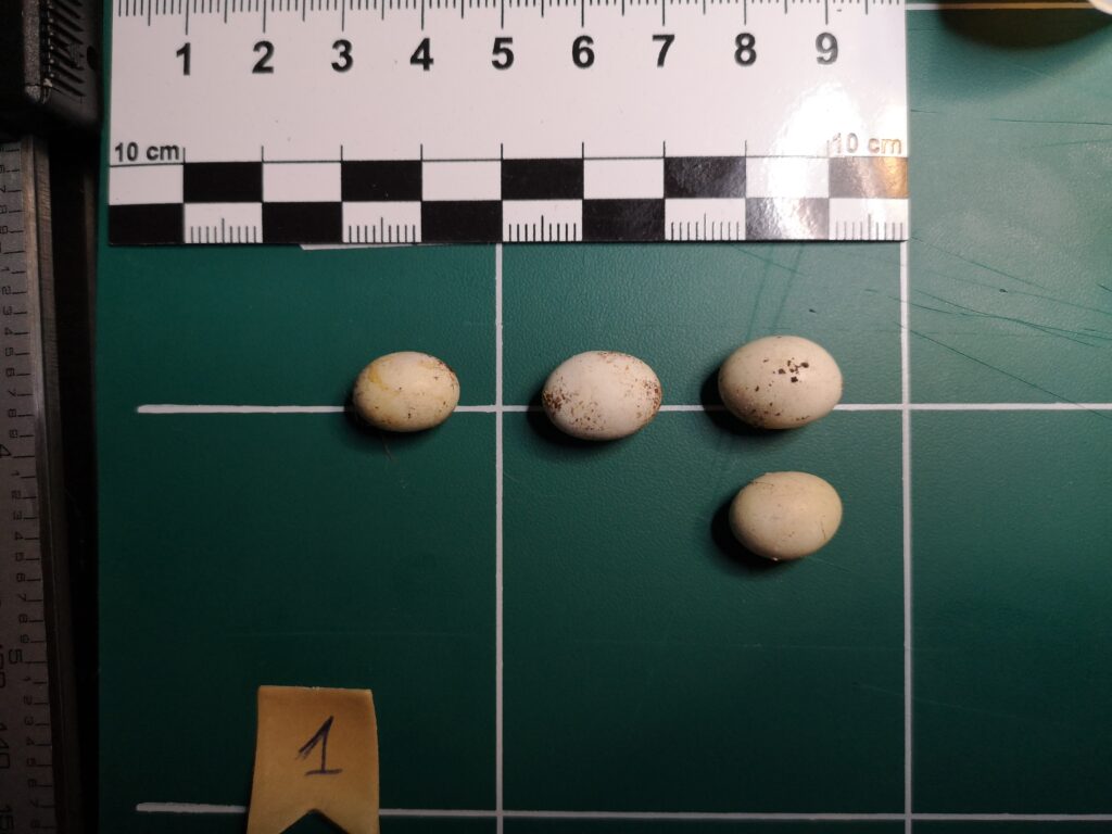 4 oeufs de l'espèce Archachatina marginata egregia (Dautzenberg, 1921) a coté d'un échelle de mesure.