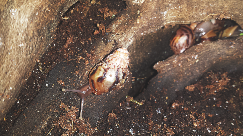 Photographie d'un bébé Lissachatina iredalei