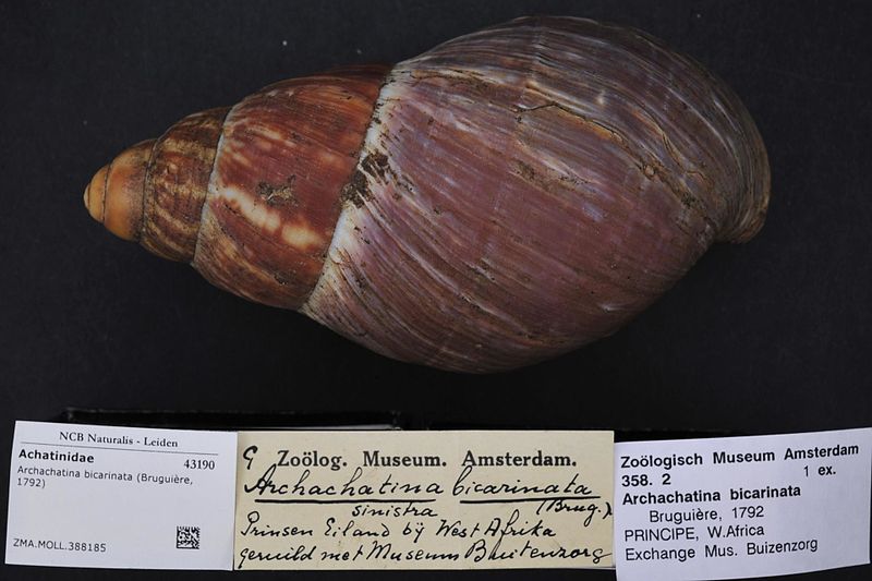 Photographie d'une coquille de Archachatina bicarinata, un Achatinidae en voix d'extinction.