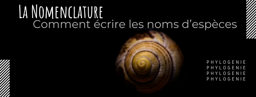 En tête article nomenclature zoologique des Achatinidae