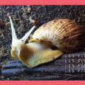 Image d'en tête de l'article sur la maintenance de Lissachatina reticulata