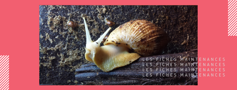 Image d'en tête de l'article sur la maintenance de Lissachatina reticulata