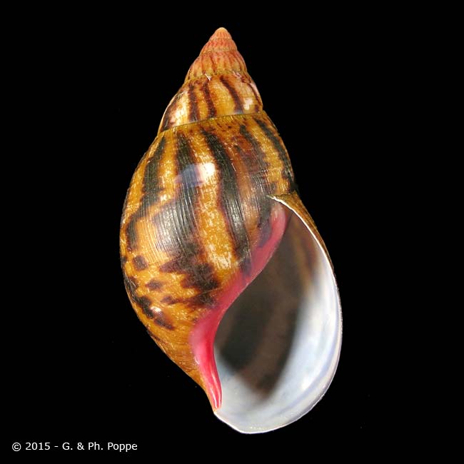 Coquille d'un individu de l'espèce Achatina achatina (Linnaeus, 1758)