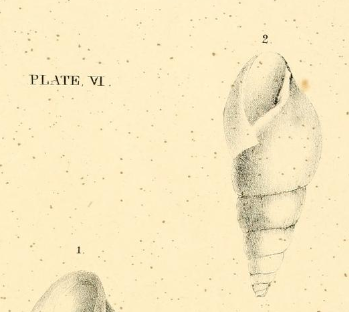 Illustration de la publication originale de l'espèce Limicolaria aurora sous le nom Bulimus aurora par J.C. Jay en 1839. L'individu imagé ne présente pas de rayure.