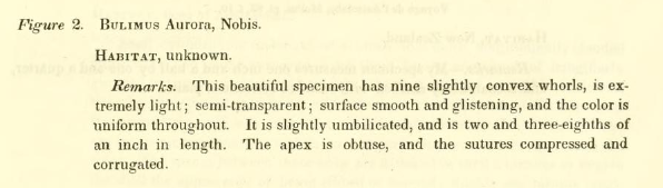 Description originale de l'espèce Limicolaria aurora sous le nom Bulimus aurora par J.C. Jay en 1839