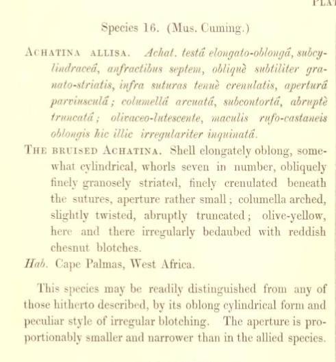 Description originale de l'espèce Lissachatina allisa décrite par Reeve en 1849