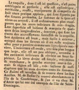 Deuxième partie de la description originale de l'espèce Subulina octona sous le nom Bulimus octonus par Bruguière en 1789
