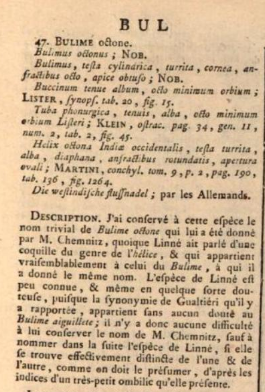 Première partie de la description originale de l'espèce Subulina octona sous le nom Bulimus octonus par Bruguière en 1789