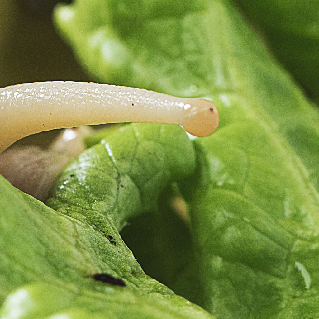 Photo de la pupille d'un Lissachatina fulica au bout du tentacule